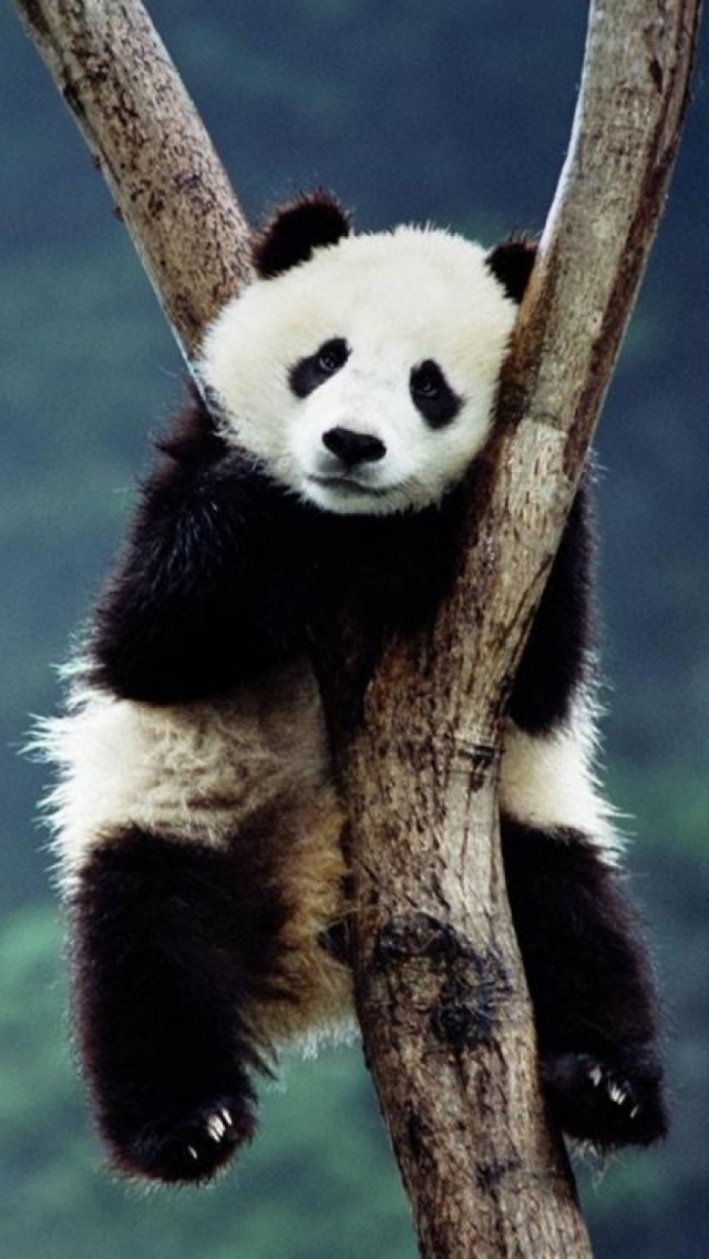1847 China Panda